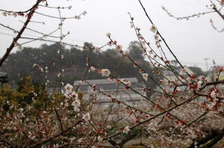南高梅と雪